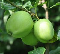 Transparente Blanche